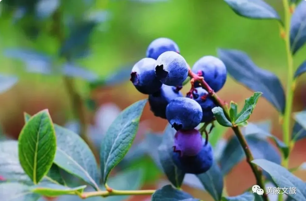 牧童蓝莓开园采摘啦！快来享受蓝莓自助盛宴！