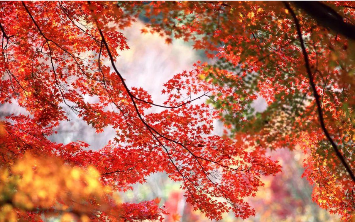 免费送票！清凉寨红枫文化旅游季，11月27日盛大迎客！