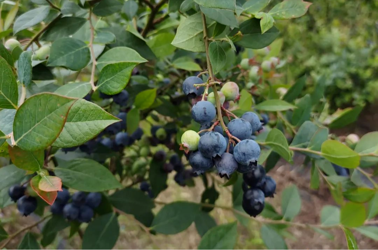 聚康源的蓝莓熟啦！走，周末摘蓝莓去！