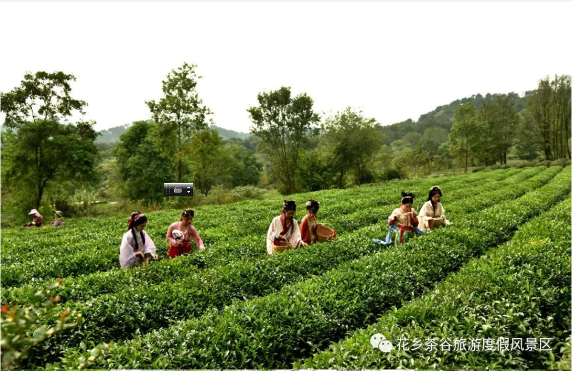 乐在花乡茶谷，赏十里蔷薇花，采千顷有机茶