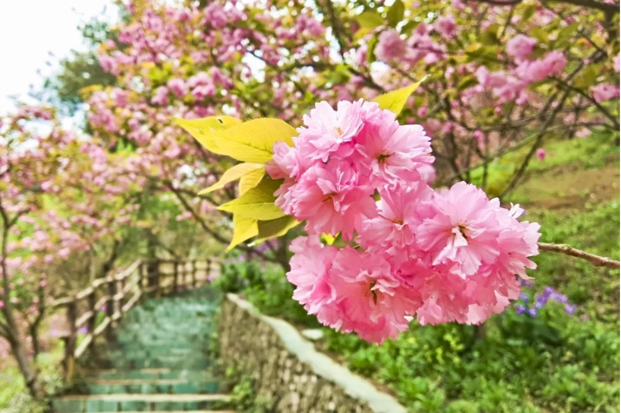 花讯 | 今春最后的樱花，正花期
